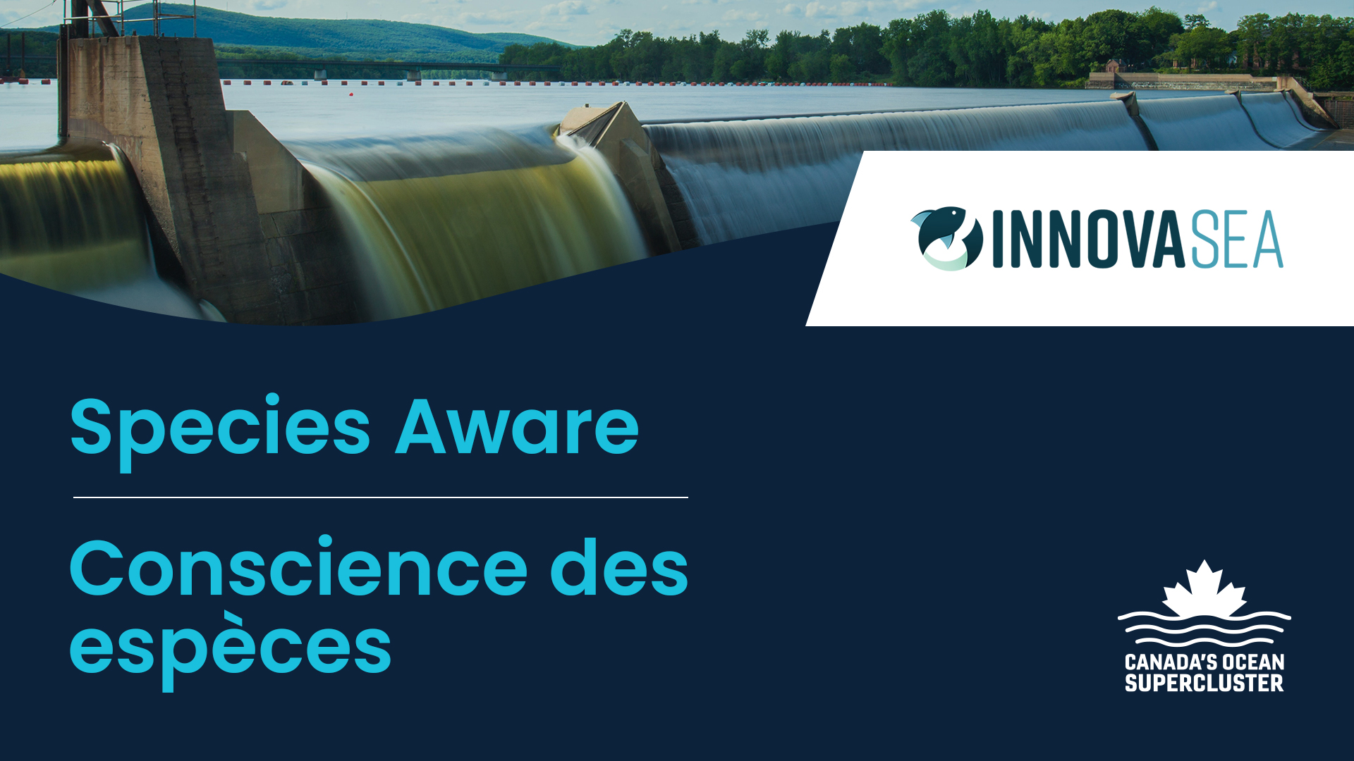 Supergrappe des océans du Canada annonce le projet d’IA océanique Conscience des espèces