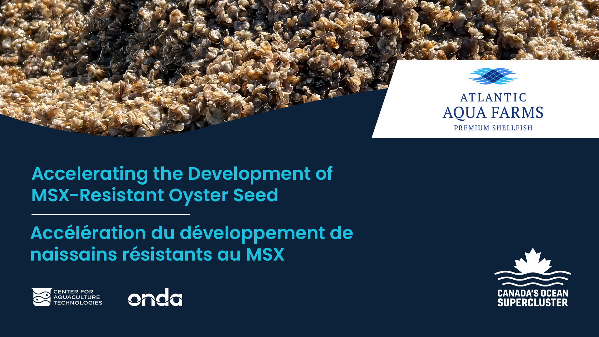 Canada’s Ocean Supercluster Announces $1.1M Accelerating the Development of MSX-Resistant Oyster Seed Project